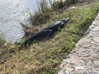 Everglades - jak zwiedzać i czego spodziewać się na miejscu?